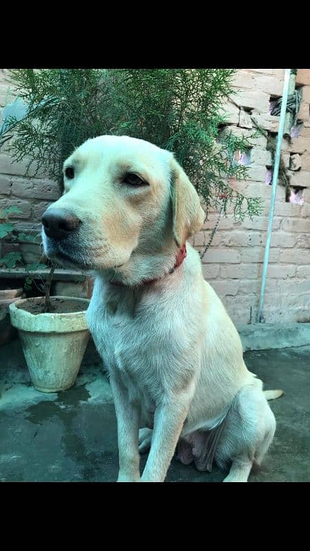 labra 2
