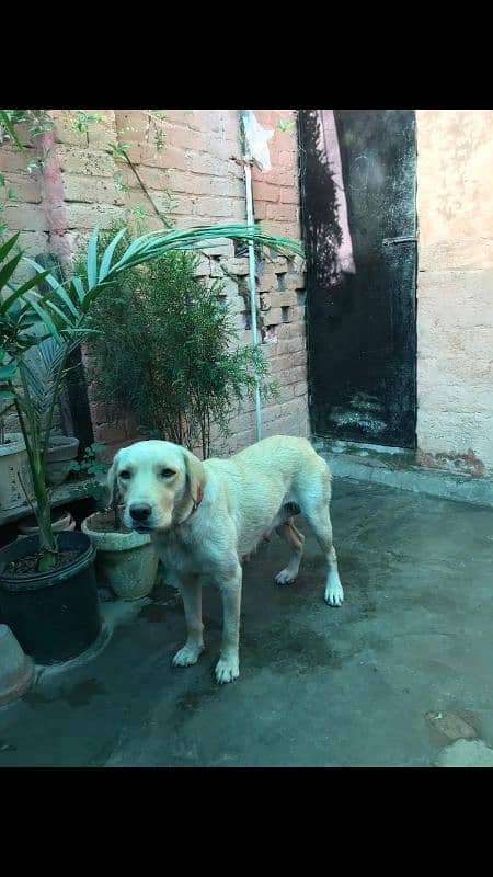 labra 3
