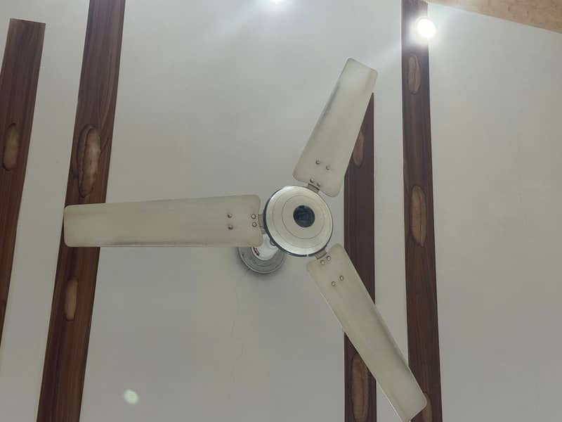 FAN / CEILING FAN / ROYAL FANS 1