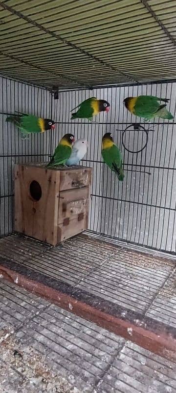 top quality love birds 0