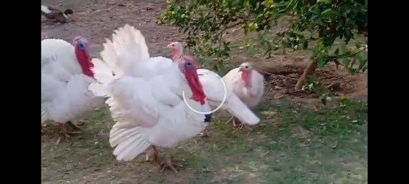 turkey (male )  Pure white breed 0
