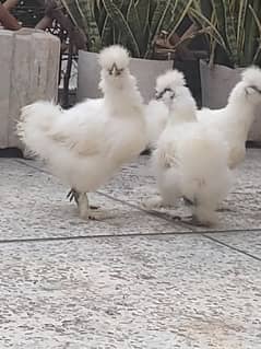 Silkies