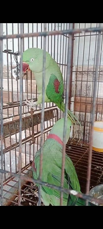 Raw Pair For Sale 03319033255 1