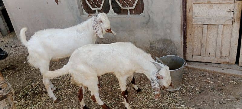 Eid bakra white colour boht piyara rang 0