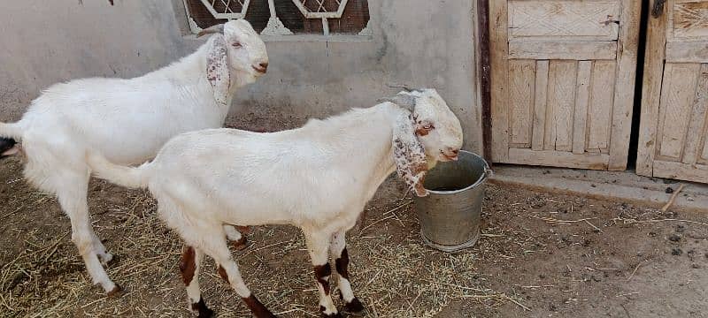 Eid bakra white colour boht piyara rang 1