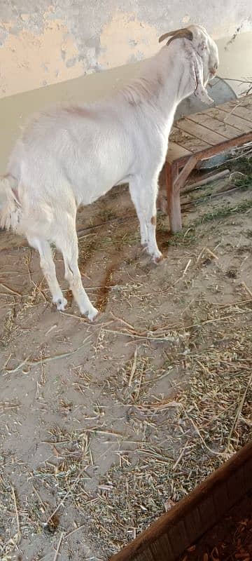 Eid bakra white colour boht piyara rang 3
