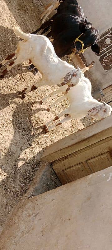 Eid bakra white colour boht piyara rang 4