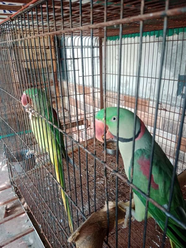 Raw Pair For Sale 03319033255 2