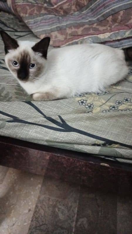 Siamese kitten 0