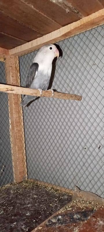 black personality about dancing parrot and bleeder parrot is male 0