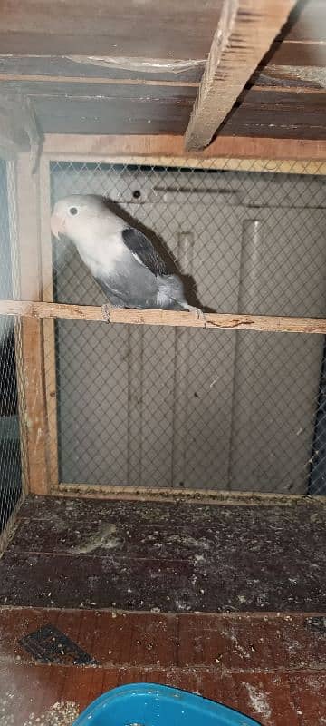 black personality about dancing parrot and bleeder parrot is male 1