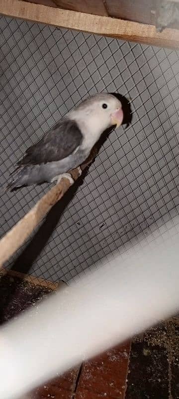 black personality about dancing parrot and bleeder parrot is male 4