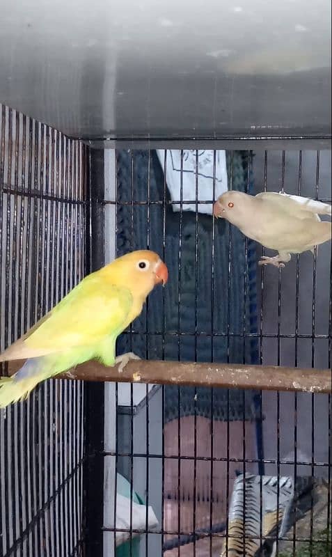 0327-0277654/cage/parrot/love bird/fisher/lutino/pastel/decino/cremino 1