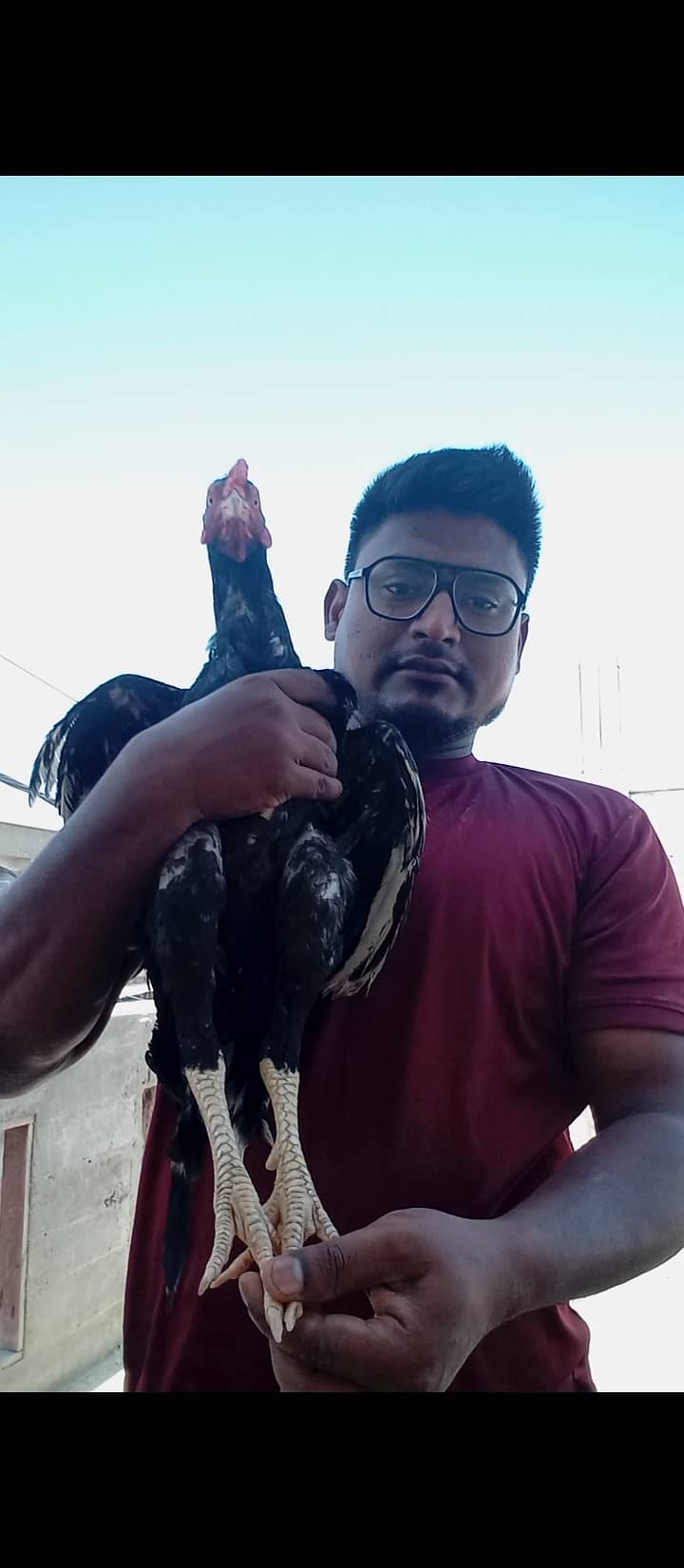 Mazboot jor ka murga ga 03257667602 0
