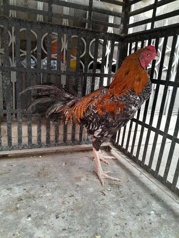 Thai Cross patha 8