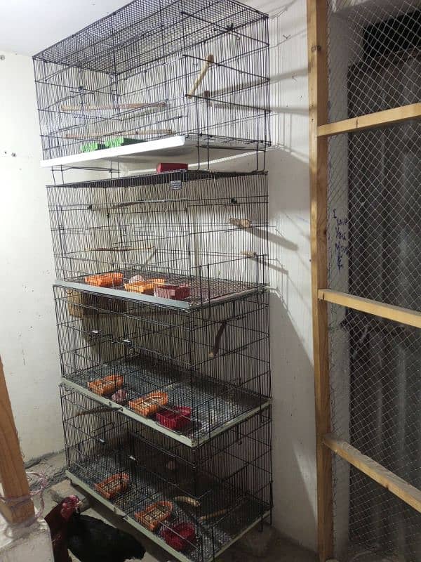 Cages For Love Bird & Other Parrots 3