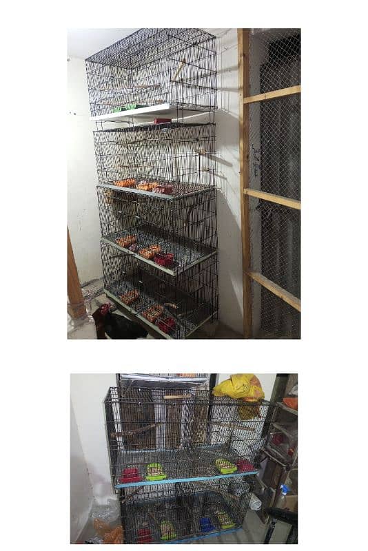 Cages For Love Bird & Other Parrots 4