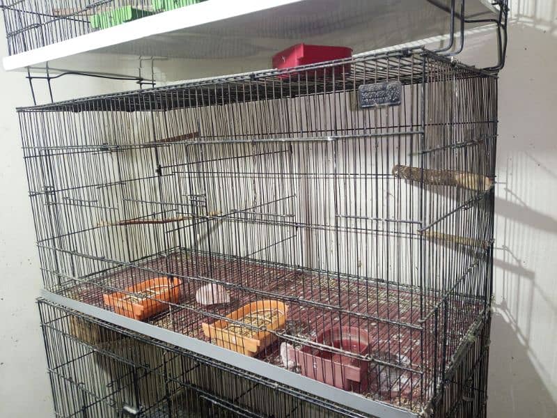 Cages For Love Bird & Other Parrots 5