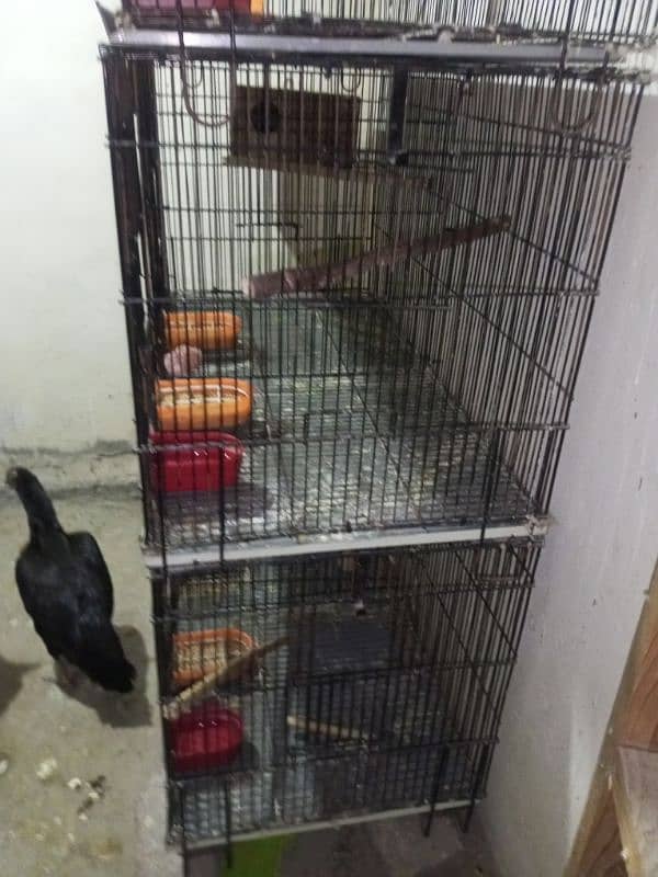 Cages For Love Bird & Other Parrots 6