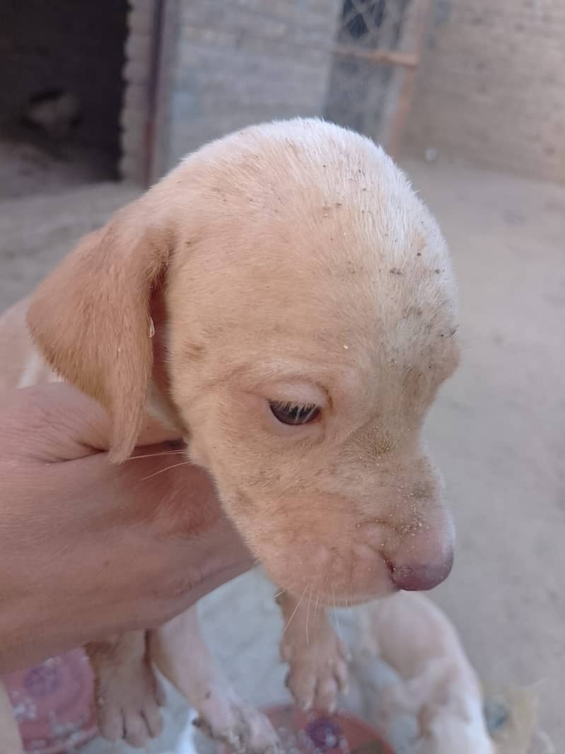 English franzeini pointer puppy 4