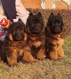 German shepherd proper long coat puppies for sale