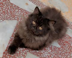 himalayan