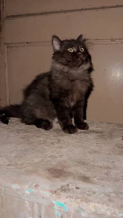 Fluffy cat and persion number 03000030008