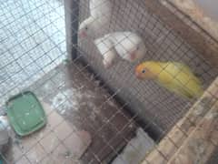 for