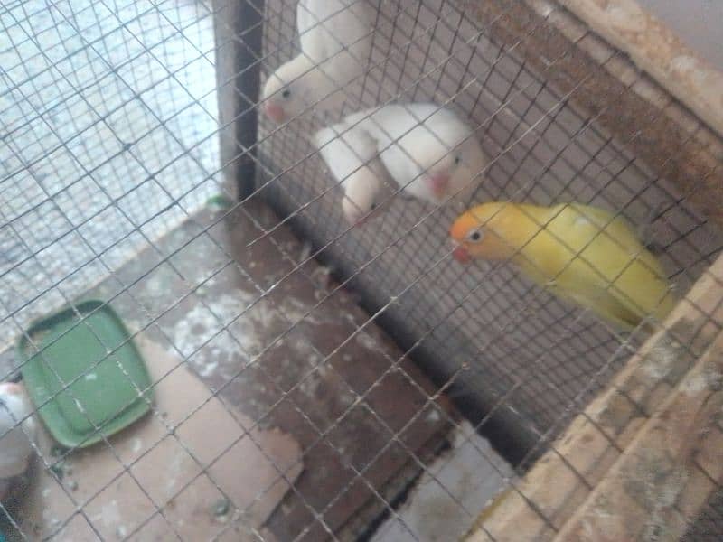for sale 0