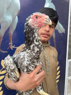 Shamo