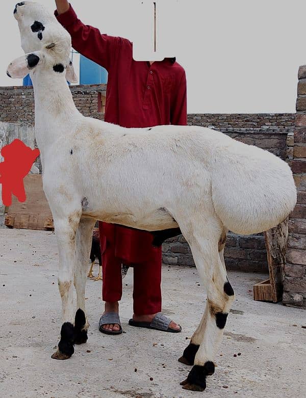 Turkey dumba 2