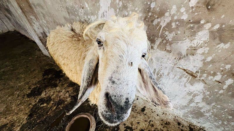 0326-4327019Best for qurbani 0