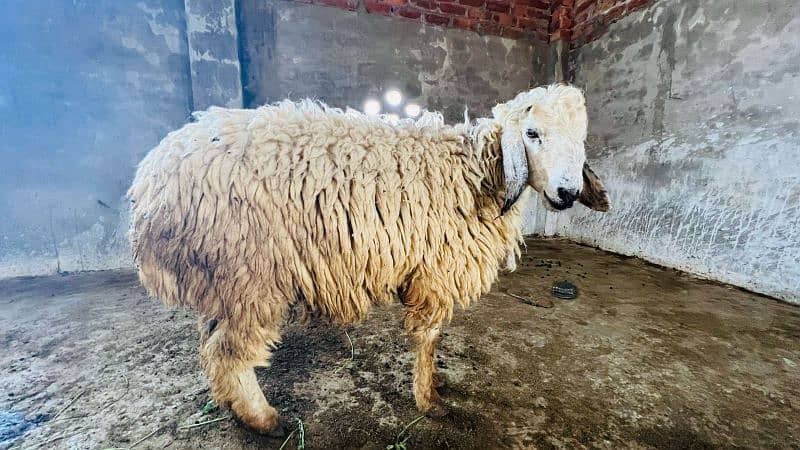 0326-4327019Best for qurbani 1