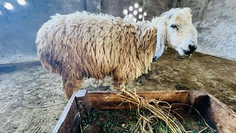 0326-4327019Best for qurbani 3