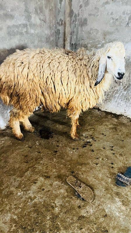 0326-4327019Best for qurbani 5