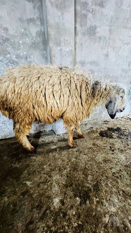 0326-4327019Best for qurbani 6