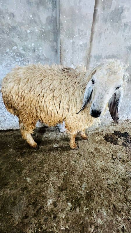 0326-4327019Best for qurbani 7