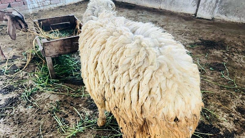 0326-4327019Best for qurbani 9