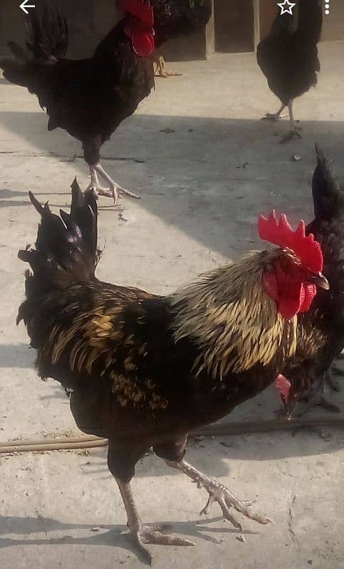 Desi misri murgay for sale full healthy and active 1