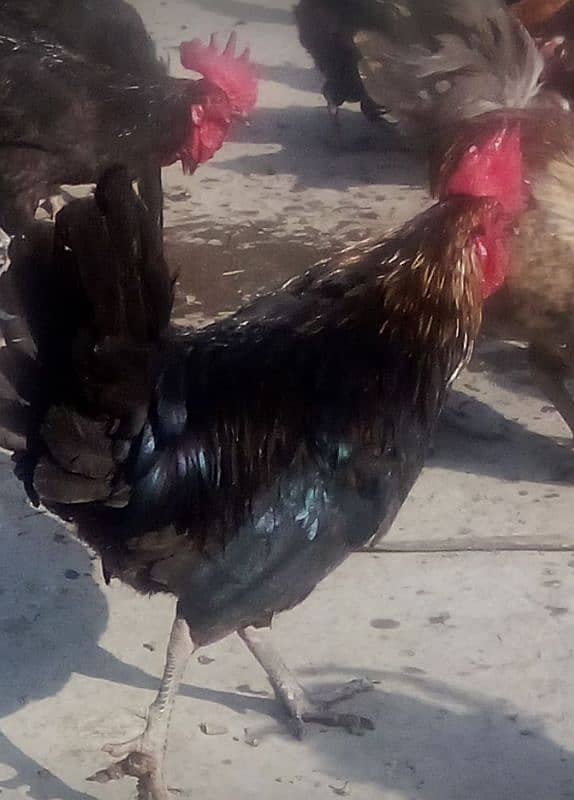 Desi misri murgay for sale full healthy and active 4