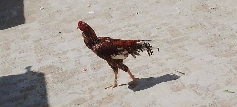 Aseel Sindhi Murga 1