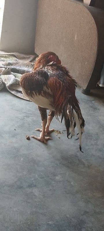 Aseel Sindhi Murga 2