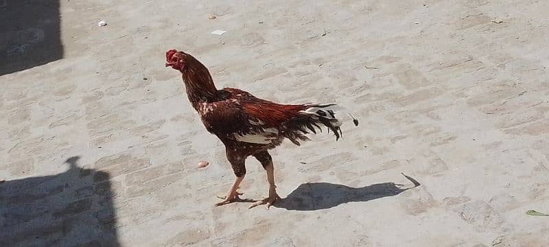 Aseel Sindhi Murga 3