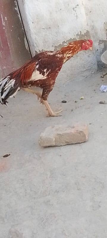 Aseel Sindhi Murga 6