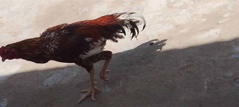 Aseel Sindhi Murga 7
