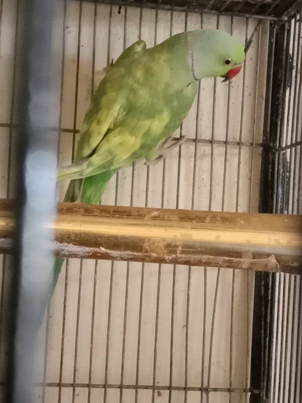 green paid ringneck and laka pegions 2