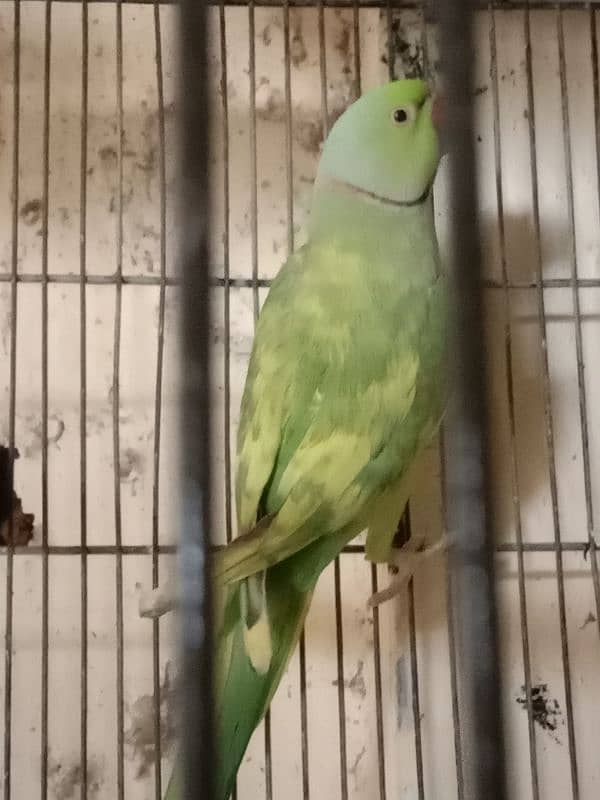 green paid ringneck and laka pegions 4