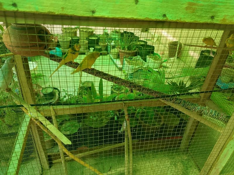 Australian parrot for sale 1