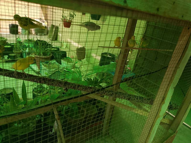 Australian parrot for sale 2