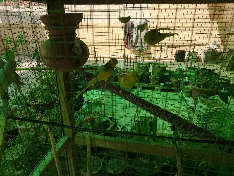 Australian parrot for sale 3